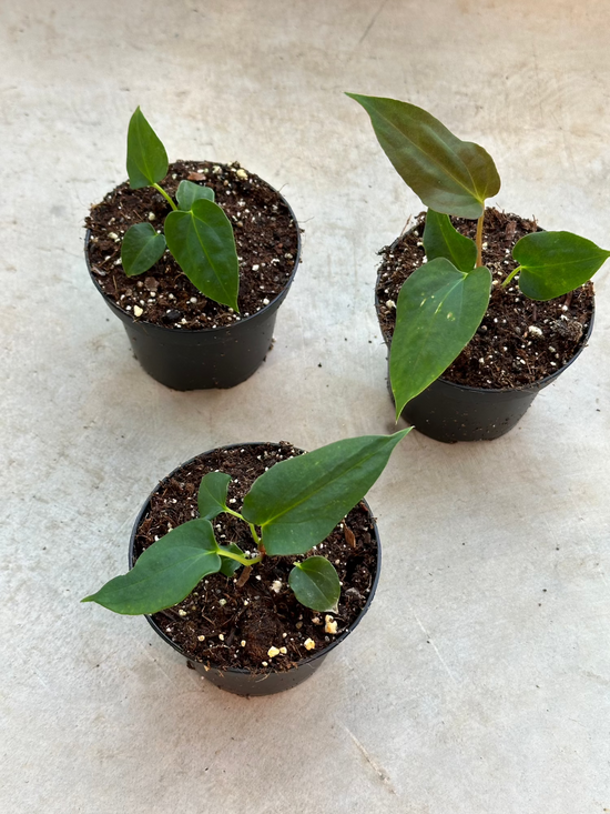 Anthurium Fort Sherman x Self