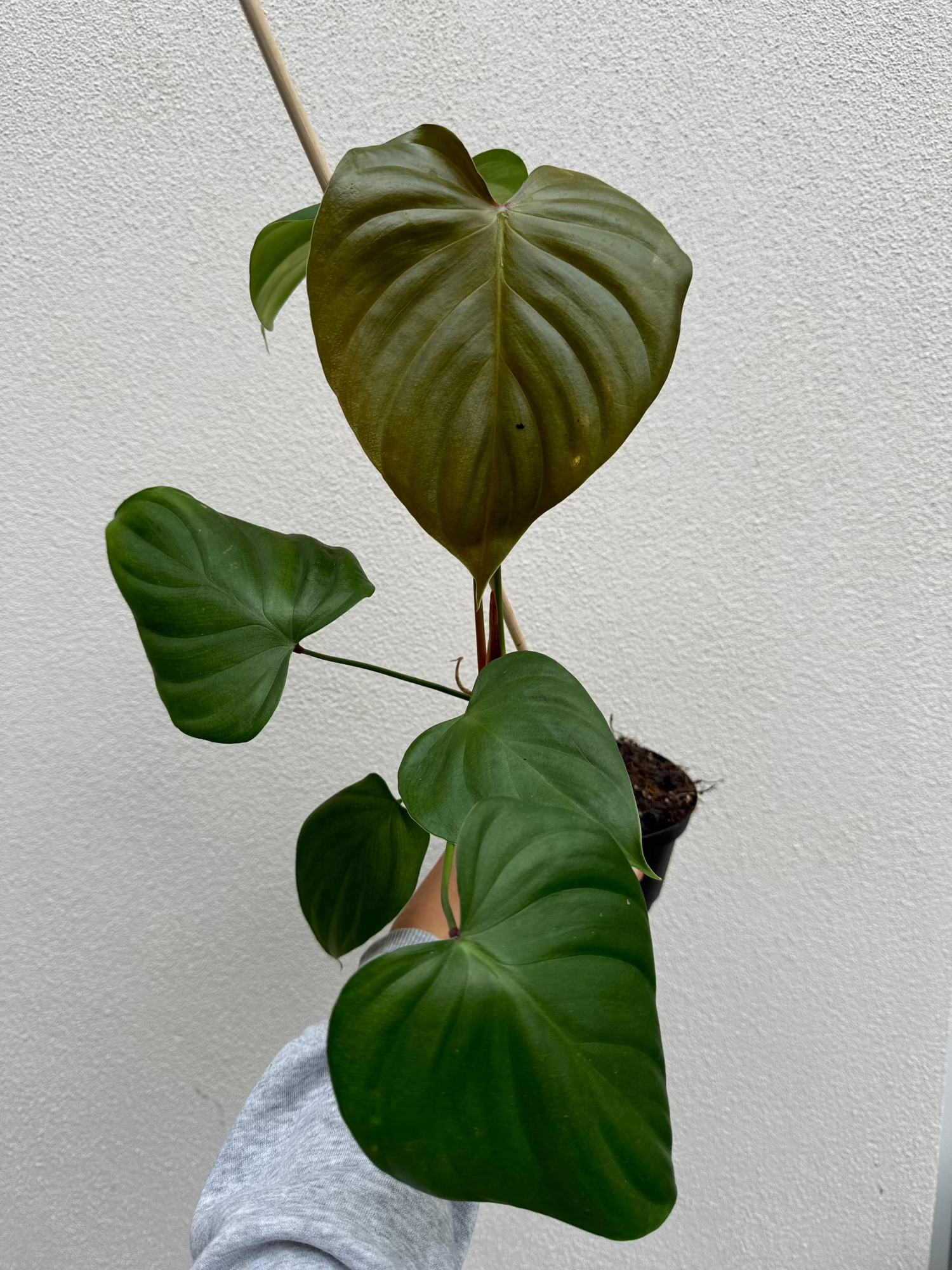 Philodendron Lynamii | Harmony Plants Philodendron Lynamii | Harmony Plants