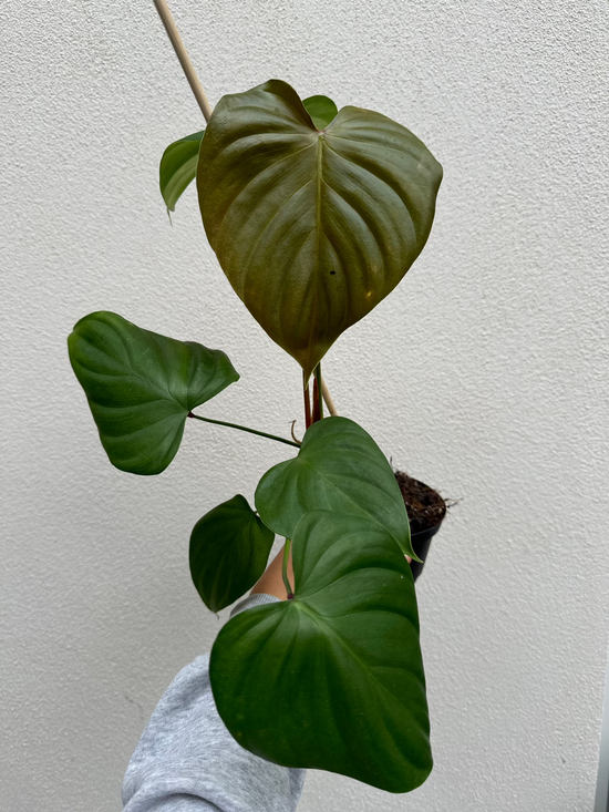 Philodendron Lynamii