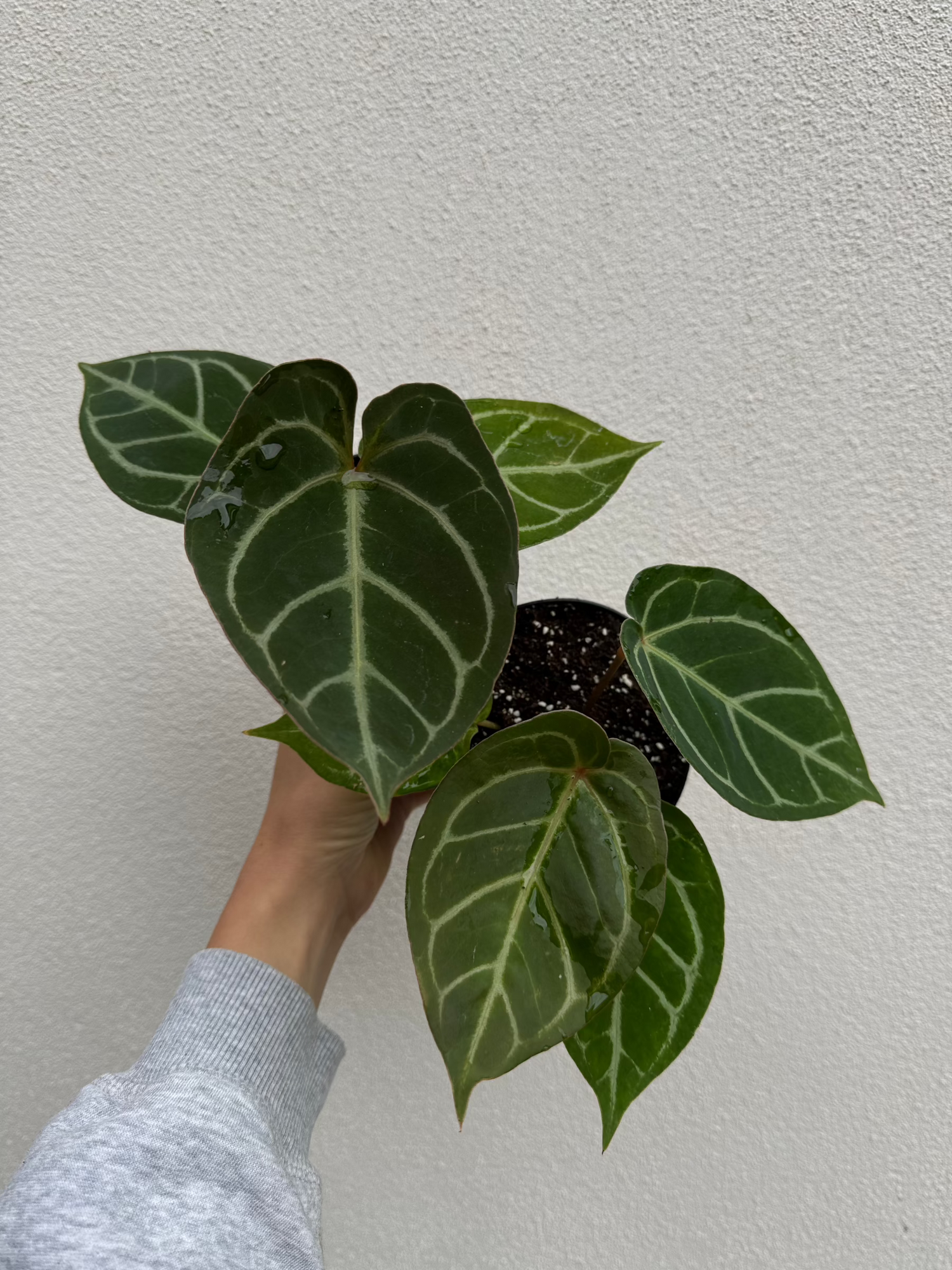 anthurium red gunsal Anthurium Red Gunsal