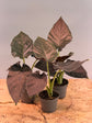 Alocasia Antoro Velvet