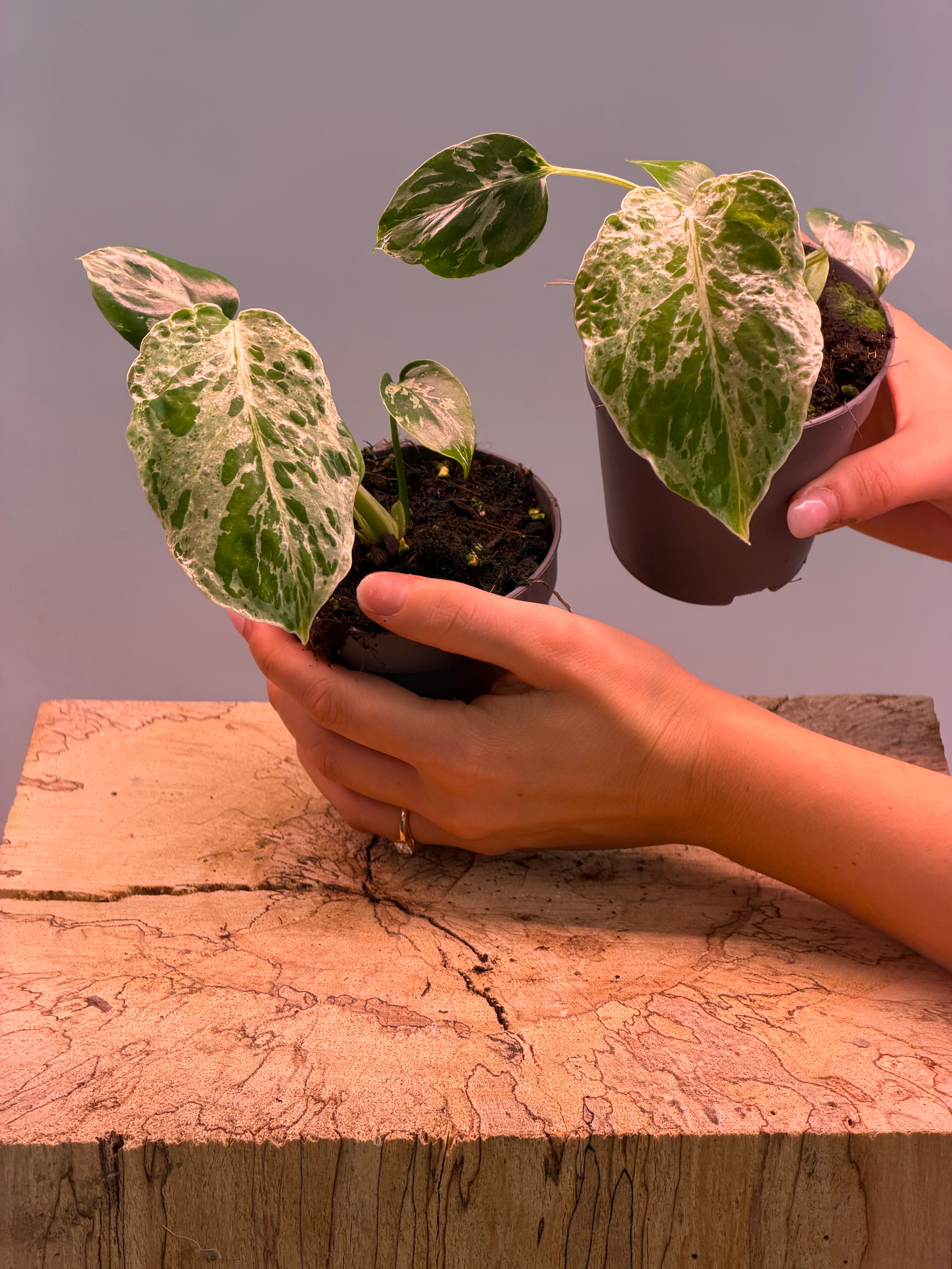 Monstera YO281 品種保証！斑入り保証！Monstera Bulbasaurモンステラ