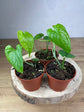 Monstera Membraceana Madison *Extrem rare*