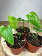 Monstera Membraceana Madison *Extrem rare*