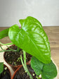 Monstera Membraceana Madison *Extrem rare*