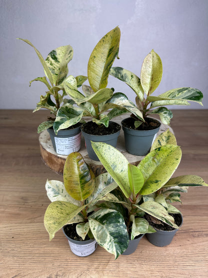 Ficus Shivereana Moonshine