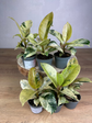 Ficus Shivereana Moonshine