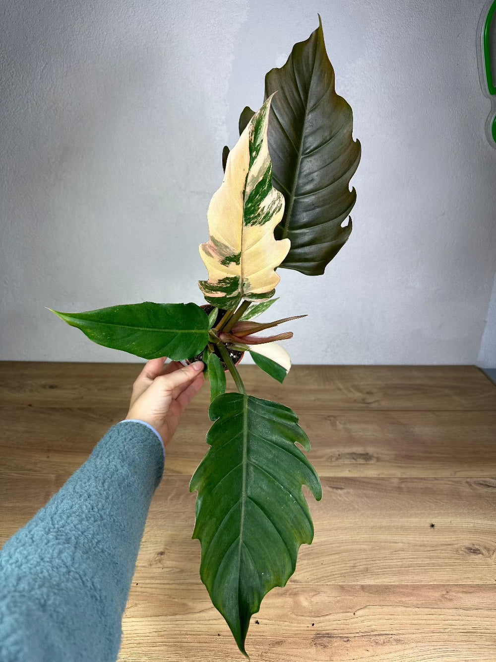 Philodendron Caramel Marble Variegata