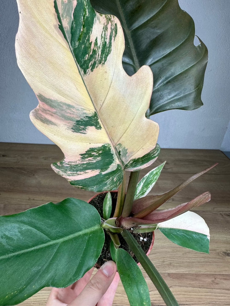 Philodendron Caramel Marble Variegata