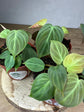 Philodendron El Choco Red S