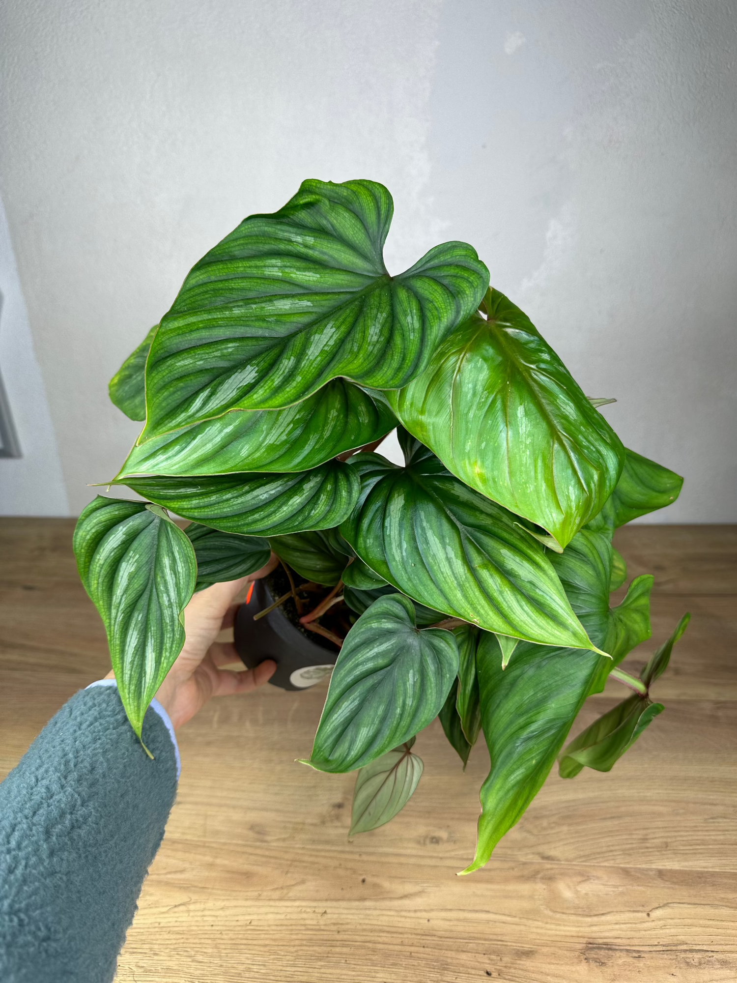 philodendron plowmanii uk Philodendron Plowmanii L