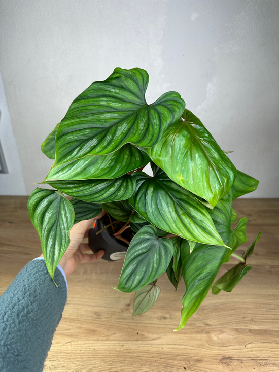 Philodendron Plowmanii L