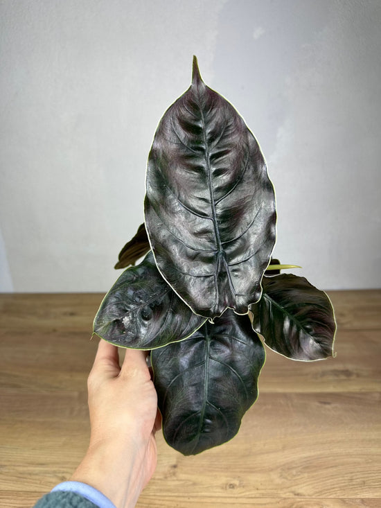 Alocasia Azlanii