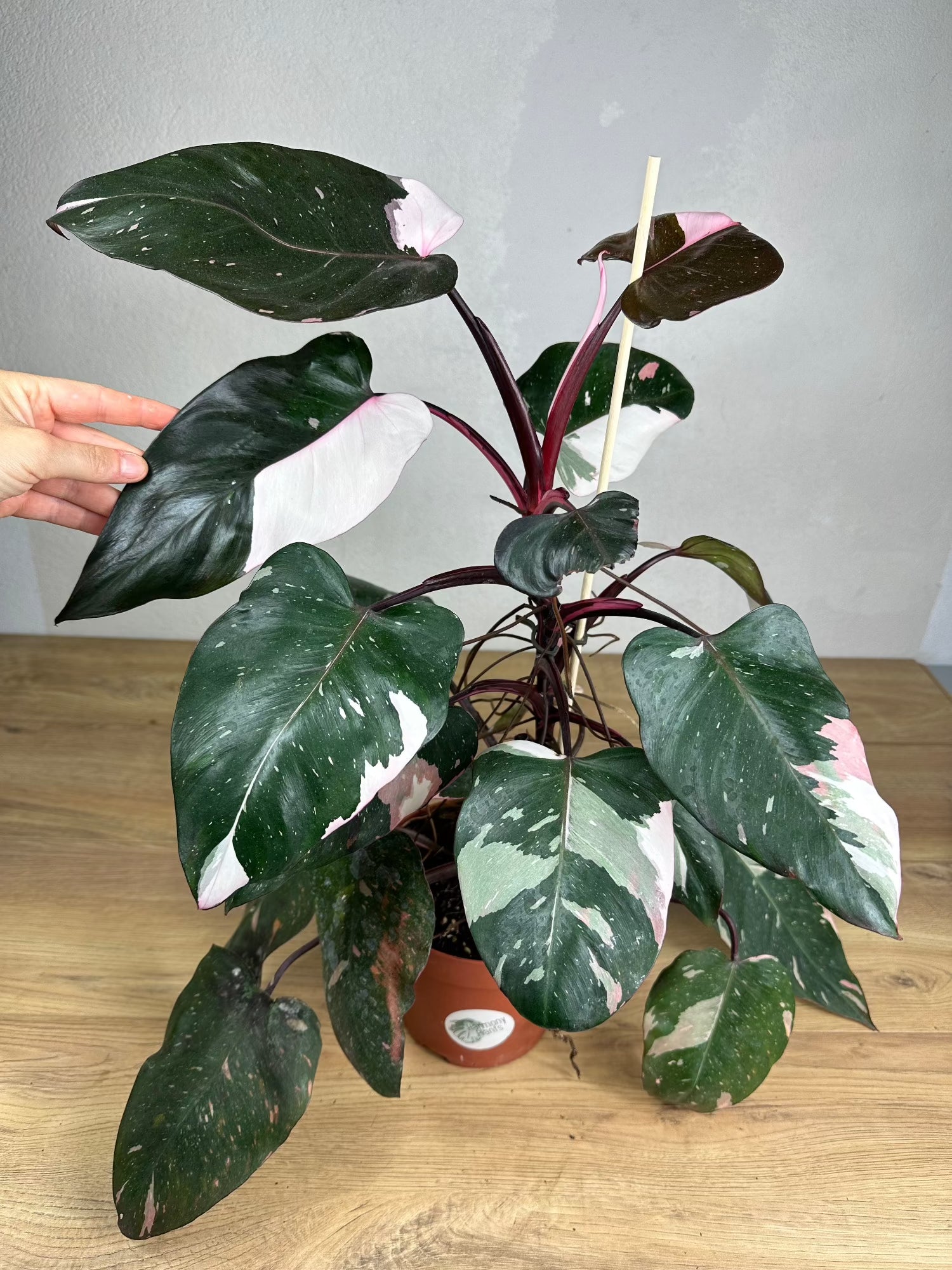 Philodendron Rd Anderson Philodendron Red Anderson Variegata | Harmony Plants