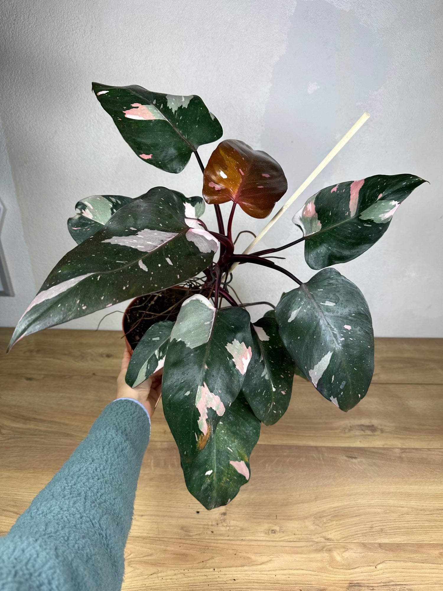 Philodendron Rd Anderson Philodendron Red Anderson Variegata | Harmony Plants