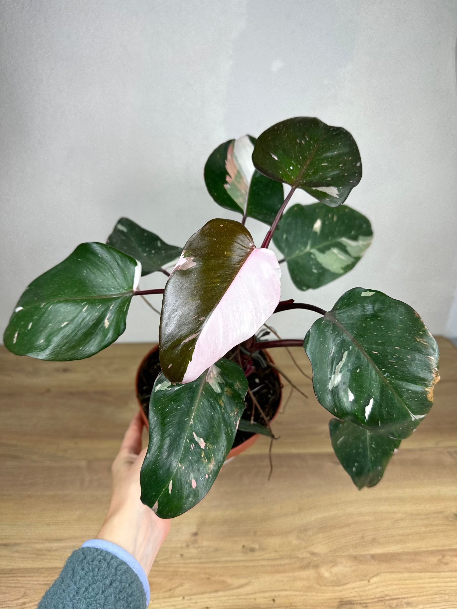 Philodendron Rd Anderson Philodendron Red Anderson Variegata | Harmony Plants
