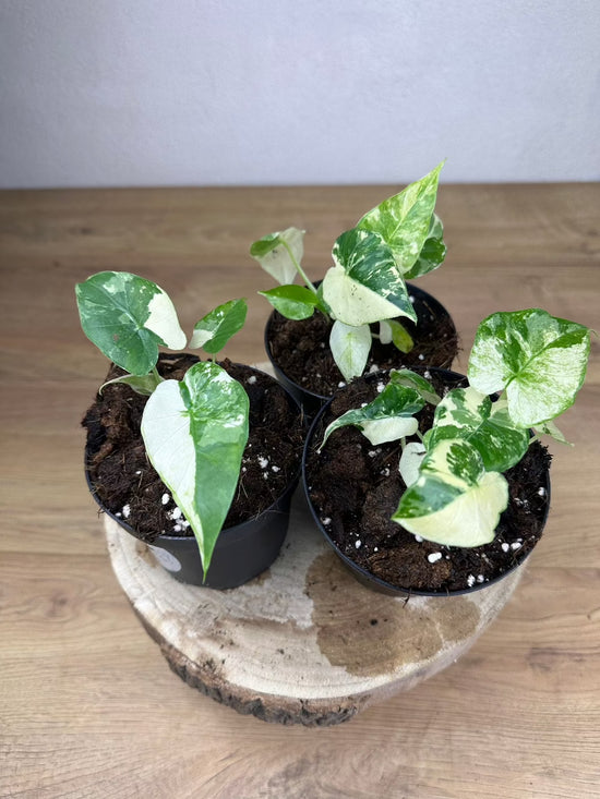 Alocasia Odora Variegata