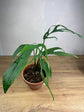 Monstera Croatii *Extrem Rare*