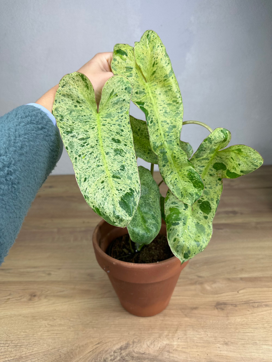 Philodendron Paraiso Verde