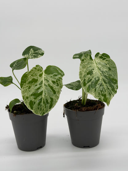 Monstera Bulbasaur Variegata