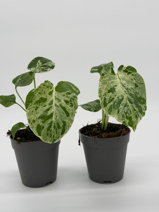 Monstera Bulbasaur Variegata