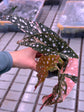 Begonia Maculata Pink Variegata
