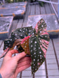 Begonia Maculata Pink Variegata