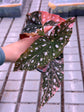 Begonia Maculata Pink Variegata