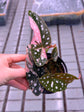 Begonia Maculata Pink Variegata