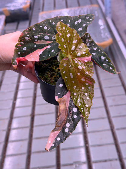 Begonia Maculata Pink Variegata
