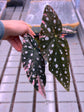 Begonia Maculata Pink Variegata
