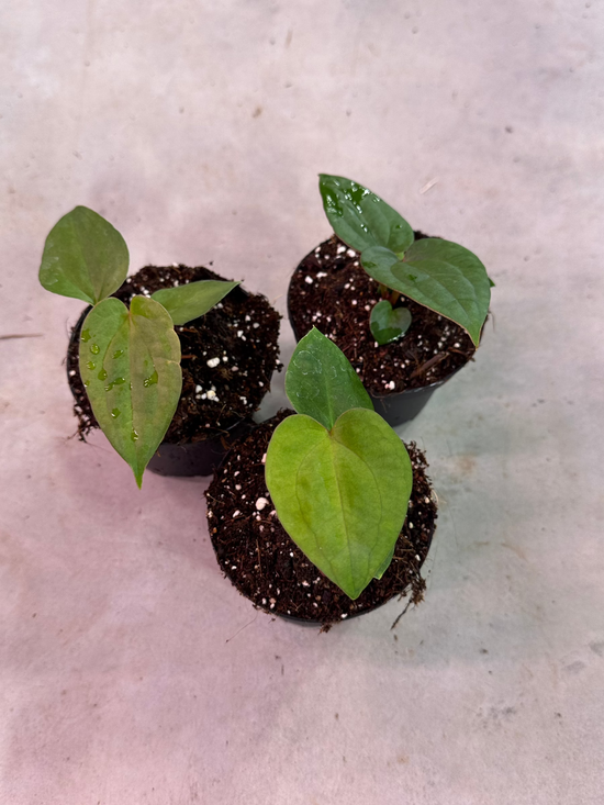 Anthurium Hot Chocolate x Dressleri