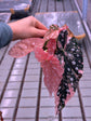 Begonia Maculata Pink Variegata
