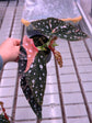 Begonia Maculata Pink Variegata