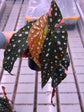 Begonia Maculata Pink Variegata