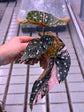 Begonia Maculata Pink Variegata