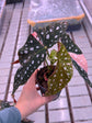 Begonia Maculata Pink Variegata
