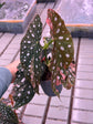 Begonia Maculata Pink Variegata