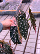 Begonia Maculata Pink Variegata