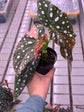 Begonia Maculata Pink Variegata