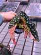 Begonia Maculata Pink Variegata