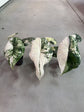 Alocasia Dragon Scale Variegata