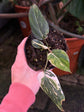 Philodendron Gloriosum Variegata "Tricolour"