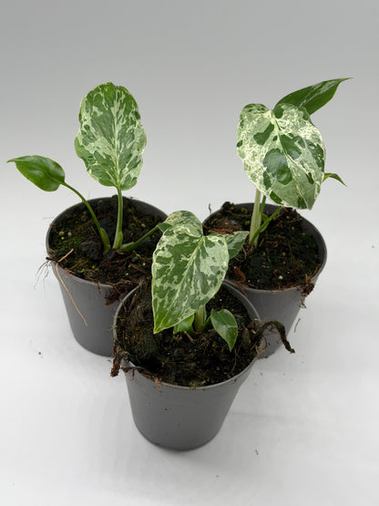 Monstera Bulbasaur Variegata