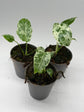 Monstera Bulbasaur Variegata