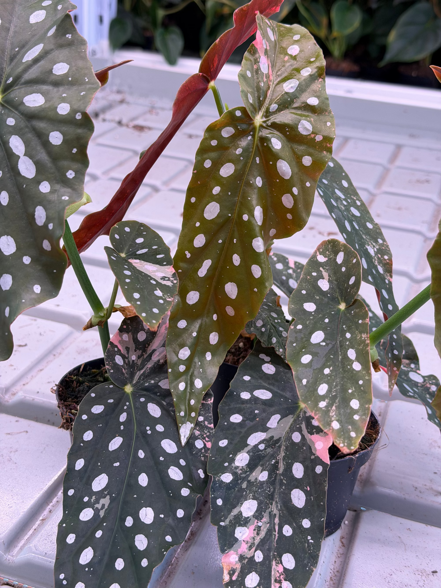 Begonia Maculata Pink Variegata