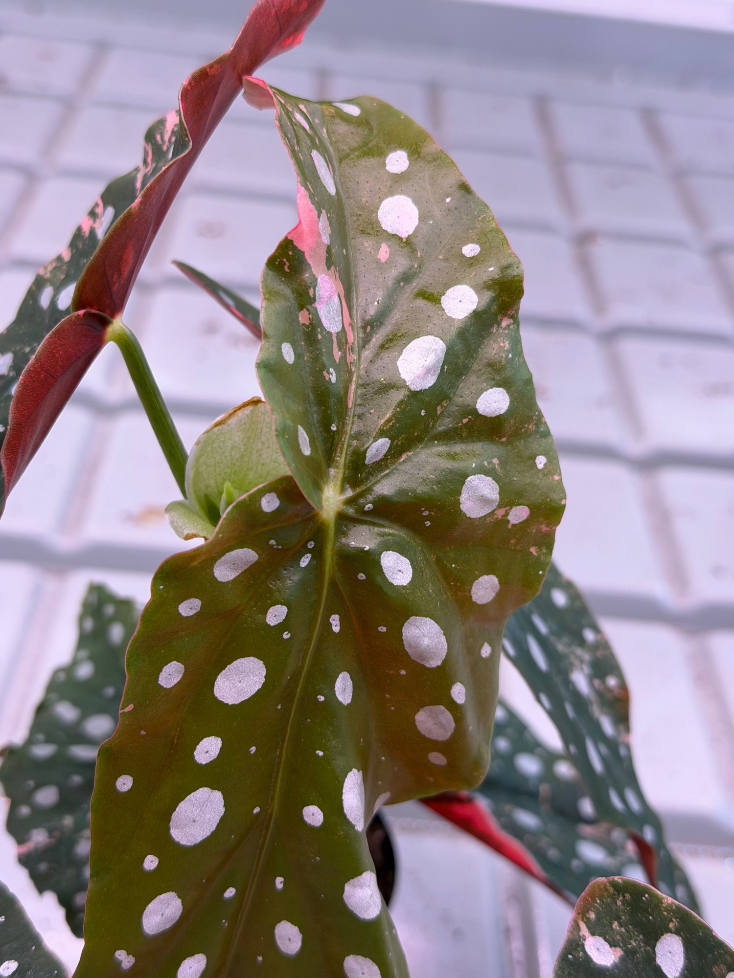 Begonia Maculata Pink Variegata