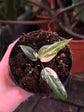 Philodendron Gloriosum Variegata "Tricolour"