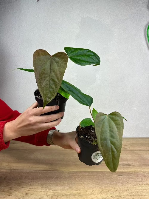 Anthurium Papillilaminum (Ree Gardens) x A. sp. Napo