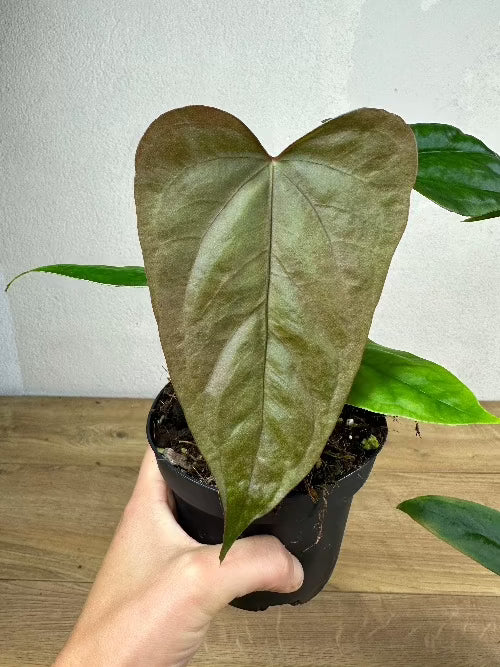 Anthurium Papillilaminum (Ree Gardens) x A. sp. Napo